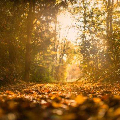 澳门精准正版资料大全下载手机版